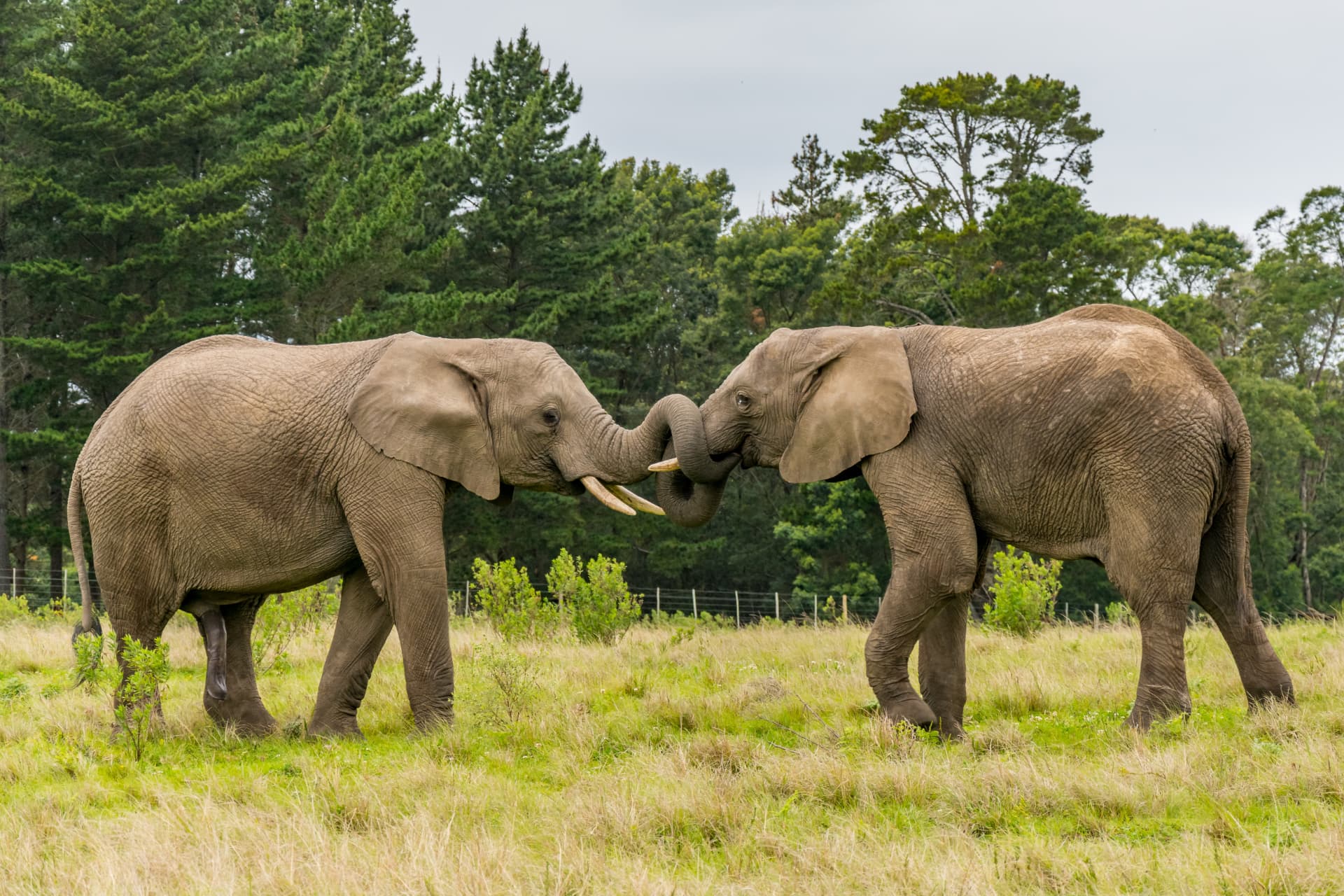 Elephants at the Knysna Elephant Park